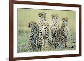 Four Cheetahs-Paul Souders-Framed Photographic Print