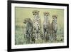 Four Cheetahs-Paul Souders-Framed Photographic Print