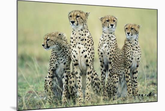 Four Cheetahs-Paul Souders-Mounted Photographic Print