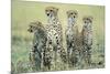 Four Cheetahs-Paul Souders-Mounted Photographic Print