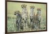 Four Cheetahs-Paul Souders-Framed Photographic Print