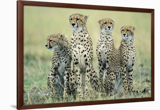 Four Cheetahs-Paul Souders-Framed Photographic Print