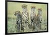 Four Cheetahs-Paul Souders-Framed Photographic Print