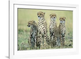 Four Cheetahs-Paul Souders-Framed Photographic Print