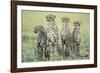 Four Cheetahs-Paul Souders-Framed Photographic Print