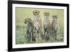 Four Cheetahs-Paul Souders-Framed Photographic Print