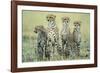 Four Cheetahs-Paul Souders-Framed Photographic Print