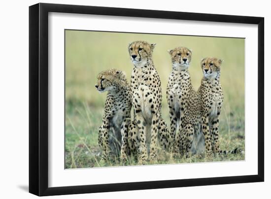 Four Cheetahs-Paul Souders-Framed Photographic Print