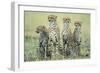 Four Cheetahs-Paul Souders-Framed Photographic Print