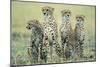 Four Cheetahs-Paul Souders-Mounted Photographic Print