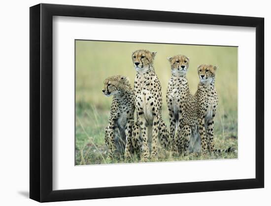 Four Cheetahs-Paul Souders-Framed Photographic Print