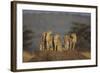 Four Cheetahs-DLILLC-Framed Photographic Print