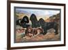 Four Cocker Spaniels-null-Framed Art Print