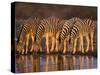 Four Common Zebra, Drinking at Water Hole, Etosha National Park, Namibia-Tony Heald-Stretched Canvas