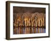 Four Common Zebra, Drinking at Water Hole, Etosha National Park, Namibia-Tony Heald-Framed Photographic Print