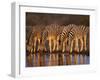 Four Common Zebra, Drinking at Water Hole, Etosha National Park, Namibia-Tony Heald-Framed Photographic Print