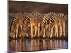 Four Common Zebra, Drinking at Water Hole, Etosha National Park, Namibia-Tony Heald-Mounted Photographic Print