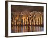 Four Common Zebra, Drinking at Water Hole, Etosha National Park, Namibia-Tony Heald-Framed Photographic Print