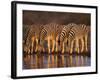 Four Common Zebra, Drinking at Water Hole, Etosha National Park, Namibia-Tony Heald-Framed Photographic Print