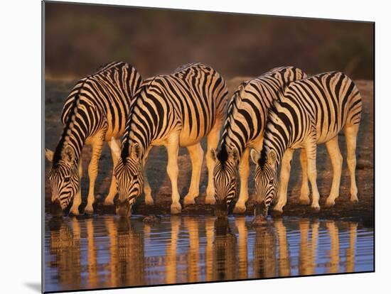Four Common Zebra, Drinking at Water Hole, Etosha National Park, Namibia-Tony Heald-Mounted Photographic Print