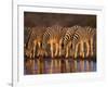 Four Common Zebra, Drinking at Water Hole, Etosha National Park, Namibia-Tony Heald-Framed Photographic Print