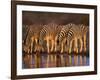 Four Common Zebra, Drinking at Water Hole, Etosha National Park, Namibia-Tony Heald-Framed Photographic Print