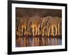 Four Common Zebra, Drinking at Water Hole, Etosha National Park, Namibia-Tony Heald-Framed Photographic Print