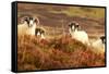 Four Curious Black Face Sheep in the Cairngorms, Scotland-pink candy-Framed Stretched Canvas