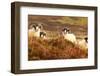 Four Curious Black Face Sheep in the Cairngorms, Scotland-pink candy-Framed Photographic Print