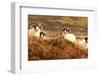 Four Curious Black Face Sheep in the Cairngorms, Scotland-pink candy-Framed Photographic Print