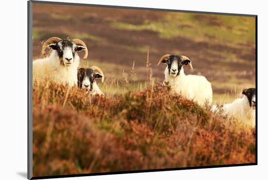Four Curious Black Face Sheep in the Cairngorms, Scotland-pink candy-Mounted Photographic Print