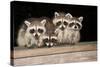 Four Cute Baby Raccoons on A Deck Railing-EEI_Tony-Stretched Canvas