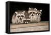Four Cute Baby Raccoons on A Deck Railing-EEI_Tony-Framed Stretched Canvas