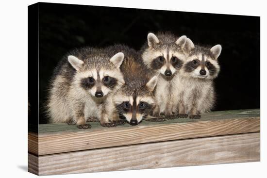 Four Cute Baby Raccoons on A Deck Railing-EEI_Tony-Stretched Canvas