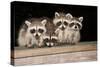 Four Cute Baby Raccoons on A Deck Railing-EEI_Tony-Stretched Canvas
