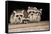 Four Cute Baby Raccoons on A Deck Railing-EEI_Tony-Framed Stretched Canvas