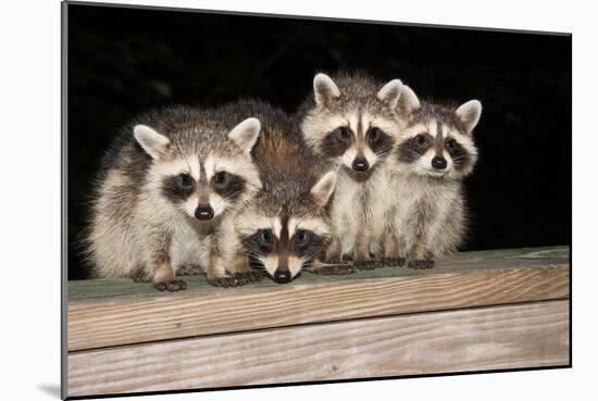 Four Cute Baby Raccoons on A Deck Railing-EEI_Tony-Mounted Photographic Print