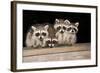 Four Cute Baby Raccoons on A Deck Railing-EEI_Tony-Framed Photographic Print