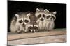 Four Cute Baby Raccoons on A Deck Railing-EEI_Tony-Mounted Photographic Print