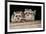 Four Cute Baby Raccoons on A Deck Railing-EEI_Tony-Framed Photographic Print