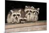 Four Cute Baby Raccoons on A Deck Railing-EEI_Tony-Mounted Photographic Print