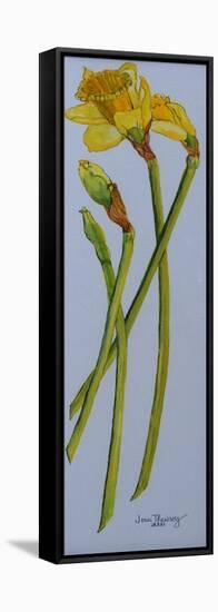 Four Daffodil Stems 2011-Joan Thewsey-Framed Stretched Canvas