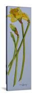 Four Daffodil Stems 2011-Joan Thewsey-Stretched Canvas