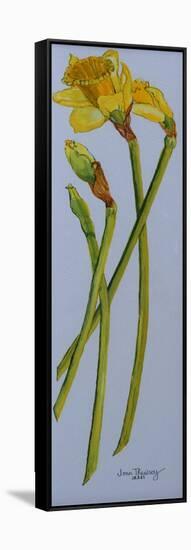 Four Daffodil Stems 2011-Joan Thewsey-Framed Stretched Canvas