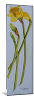 Four Daffodil Stems 2011-Joan Thewsey-Mounted Giclee Print