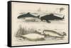 Four Different Whales Including the Porpoise Ca'Ing Whale White Whale and the Narwhal-null-Framed Stretched Canvas