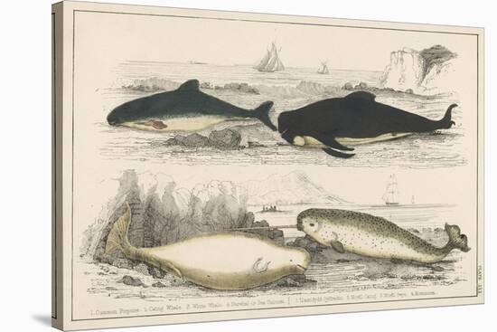 Four Different Whales Including the Porpoise Ca'Ing Whale White Whale and the Narwhal-null-Stretched Canvas