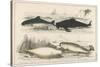 Four Different Whales Including the Porpoise Ca'Ing Whale White Whale and the Narwhal-null-Stretched Canvas
