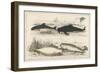 Four Different Whales Including the Porpoise Ca'Ing Whale White Whale and the Narwhal-null-Framed Art Print