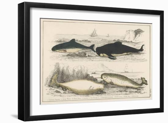 Four Different Whales Including the Porpoise Ca'Ing Whale White Whale and the Narwhal-null-Framed Art Print